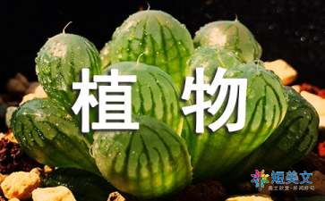 写一种植物作文300字（精选33篇）