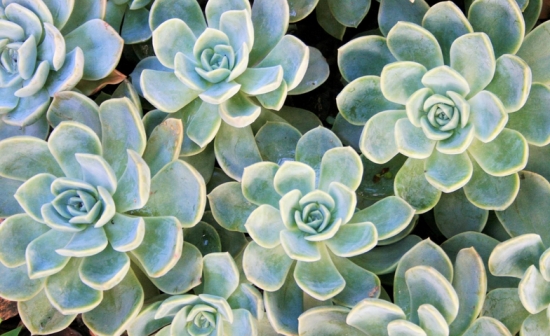 石莲花