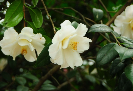 山茶花