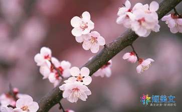 我心中的桃花源作文500字（精选13篇）
