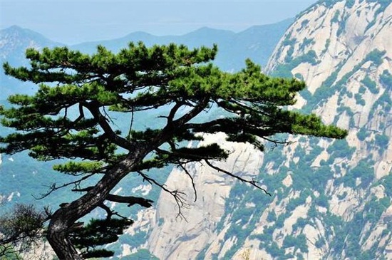 松树种类名称及图片，盘点十大常见松树种类