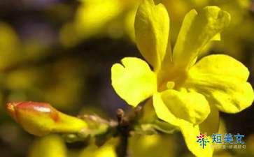 迎春花作文（精选10篇）