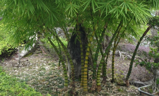 园子里的罗汉竹