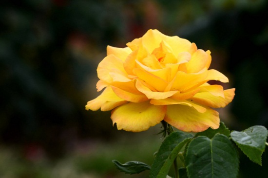 月季花几点开花时间