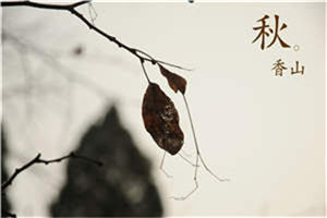 慕言深温尔晚(慕言深温尔晚)全文小说-慕言深温尔晚小说结局免费阅读