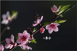 慕言深温尔晚(慕言深温尔晚)小说免费阅读-慕言深温尔晚小说全文阅读