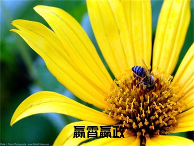  嬴霄嬴政免费阅读-开局天人境巅峰，看哥手刃奸佞小说全文