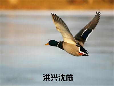 以和为贵已完结小说全集阅读（ 洪兴沈栋完整版大结局）以和为贵小说全文阅读笔趣阁