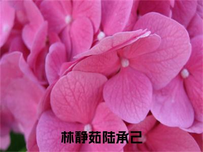 陆承己林静茹小说(林静茹陆承己)全文免费阅读无弹窗大结局_陆承己林静茹小说最新章节列表_笔趣阁(林静茹陆承己)