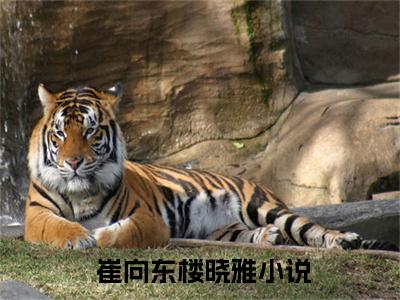 妻子的高升路（ 崔向东楼晓雅）全文免费阅读无弹窗大结局_妻子的高升路热门小说最新章节阅读