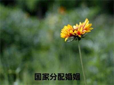 国家分配婚姻，我把美女老师娶回家小说完结章试读（ 叶尘林小雪）全文免费阅读_（ 叶尘林小雪）国家分配婚姻，我把美女老师娶回家小说完结章试读最新章节列表笔趣阁（ 叶尘林小雪）