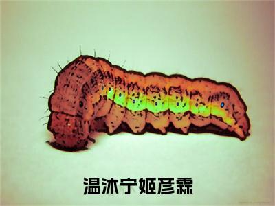 姬彦霖温沐宁全文免费在线阅读_（温沐宁姬彦霖全文免费阅读无弹窗大结局）