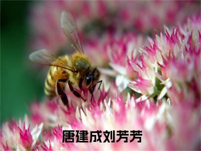  唐建成刘芳芳全文免费阅读大结局-重回82：我女儿一个都不能少小说全新版试读完整版无弹窗