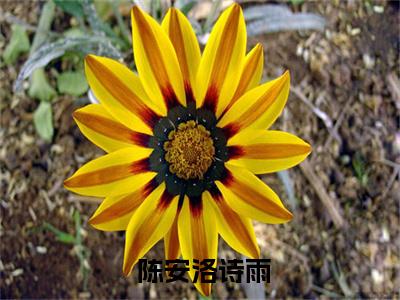 瞎子开局逆风翻盘，抱得校花归 陈安洛诗雨正版小说最新章节在线阅读-2023最火热点小说瞎子开局逆风翻盘，抱得校花归最新更新
