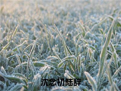 沈念初陆辞全文免费阅读-(陆辞沈念初)小说全文免费阅读正版无弹窗