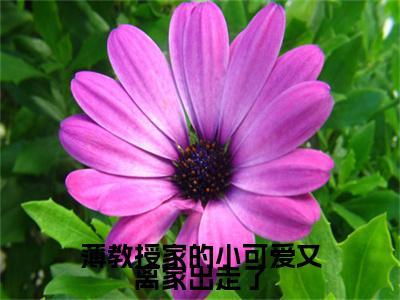 薄教授家的小可爱又离家出走了(薄司寒叶芷萌)全文免费阅读无弹窗完整版,(薄教授家的小可爱又离家出走了)免费阅读全文最新章节列表_笔趣阁