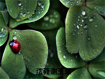 重生：揭穿女主真面目，拒绝圣母心（ 沈菀谢玉瑾）全文免费阅读_重生：揭穿女主真面目，拒绝圣母心小说最新章节列表笔趣阁
