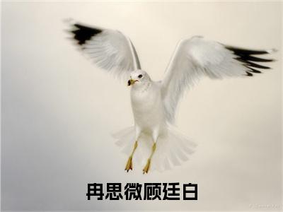 冉思微顾廷白小说最新章节（顾廷白冉思微）全文免费阅读无弹窗大结局_顾廷白冉思微免费阅读（冉思微顾廷白小说）