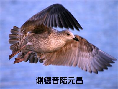 陆元昌谢德音(谢德音陆元昌)全文免费阅读无弹窗大结局_谢德音陆元昌全文阅读_笔趣阁(陆元昌谢德音)