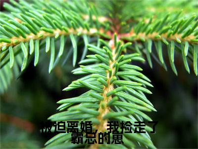 被迫离婚，我捡走了霸总的崽 全文免费阅读大结局_被迫离婚，我捡走了霸总的崽 （乔依顾策）完整版在线赏析