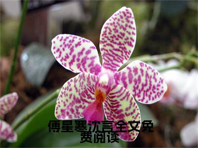 新婚夜，总裁逼我给白月光下跪（ 傅星寒沈言）全文免费阅读无弹窗大结局_（ 傅星寒沈言） 傅星寒沈言最新章节列表（新婚夜，总裁逼我给白月光下跪）