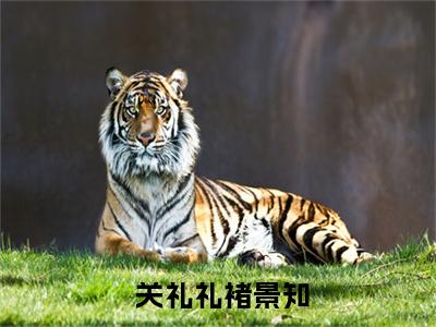  关礼礼褚景知全文免费阅读大结局- 关礼礼褚景知最新章节免费阅读大结局
