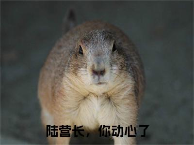陆营长，你动心了小说免费阅读孟清念陆战骁小说全文免费阅读_（陆营长，你动心了）孟清念陆战骁最新章节列表笔趣阁
