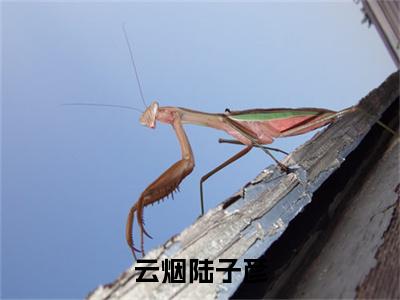 云烟陆子彦正版小说全文阅读 陆子彦云烟无删减版