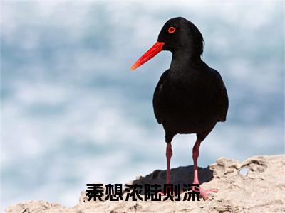陆则深秦想浓（秦想浓陆则深）最火言情小说免费观看-小说秦想浓陆则深（陆则深秦想浓）今日已更新最新章节