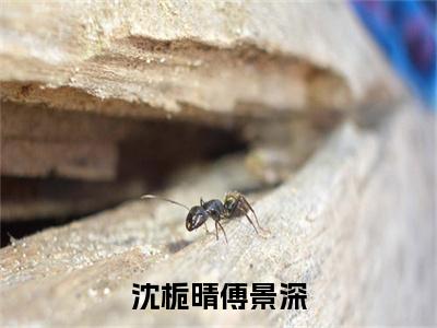 小说傅景深沈栀晴（沈栀晴傅景深小说免费阅读）完结阅读，傅景深沈栀晴在线阅读