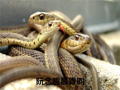 阮念栀慕青昀（慕青昀阮念栀）全文免费阅读无弹窗大结局_（慕青昀阮念栀无弹窗）_笔趣阁