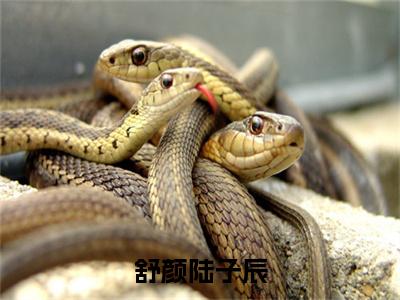 （陆子辰舒颜）全文免费阅读无弹窗大结局_舒颜陆子辰免费最新章节列表_笔趣阁