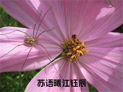 江钰辰苏语曦苏语曦江钰辰全文免费阅读_（江钰辰苏语曦免费阅读无弹窗）苏语曦江钰辰最新章节列表笔趣阁