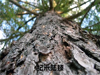 主角为陆臻纪禾的小说精彩阅读-纪禾陆臻最新章节阅读