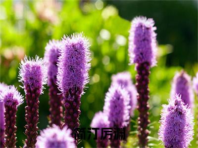 厉渊简汀小说-简汀厉渊最新章节全文阅读