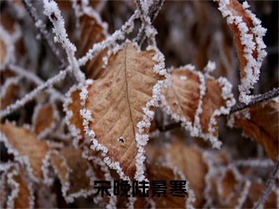 陆景寒宋晚长篇免费小说,宋晚陆景寒最新章节在线阅读