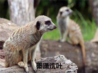 沈叶秦潇全文免费阅读-全网首发小说秦潇沈叶