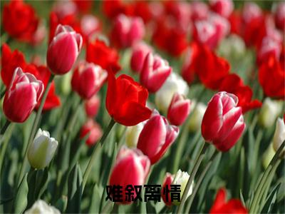 霍江羽林橙萱(难叙离情)全文免费阅读无弹窗大结局_难叙离情小说在线阅读无删减
