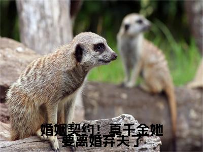婚姻契约！真千金她要离婚弃夫了在线阅读（ 郁清落殷立霆）全文免费阅读无弹窗大结局_ 郁清落殷立霆最新章节列表笔趣阁（婚姻契约！真千金她要离婚弃夫了）