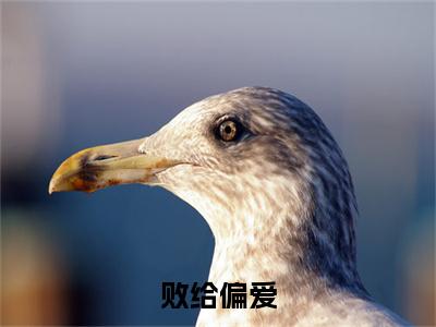 败给偏爱免费阅读（姜织眠池砚舟）完整版全文全章节阅读