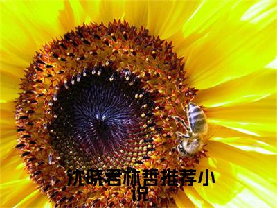 小说《重生1995：她成了房产大亨》全文免费阅读无弹窗- 沈晓君林哲小说全文在线赏析_笔趣阁