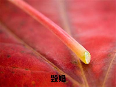 沈知舟叶繁（毁婚）小说全文-沈知舟叶繁无弹窗免费阅读