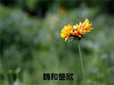  魏和楚欣全文免费阅读无弹窗大结局_（初心为何暗许小说完书版阅读阅读无弹窗）初心为何暗许小说完书版阅读最新章节列表_笔趣阁