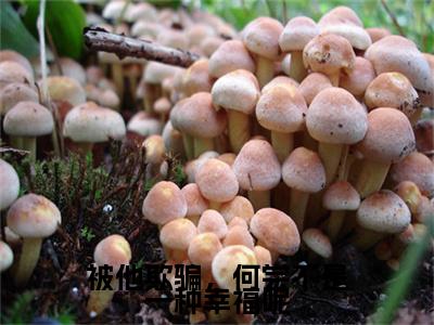 柳清欢程霁明（被他欺骗，何尝不是一种幸福呢）最火言情小说免费观看-小说被他欺骗，何尝不是一种幸福呢（柳清欢程霁明）今日已更新最新章节