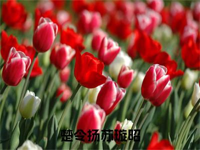 苏璇昭楚令扬全文免费阅读大结局-苏璇昭楚令扬最新章节免费阅读大结局