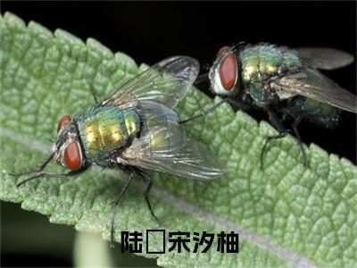 宋汐柚陆昇(陆昇宋汐柚)全文免费阅读无弹窗大结局_陆昇宋汐柚最新章节列表_笔趣阁