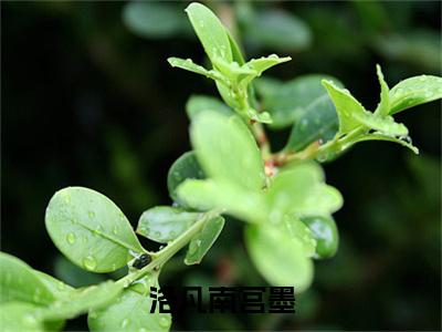 南宫墨洛凡(洛凡南宫墨)精选小说大结局阅读-抖音新书热荐南宫墨洛凡