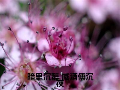 暗里沉醉（ 戚酒傅沉夜）笔趣阁免费小说_暗里沉醉笔趣阁最新章节 戚酒傅沉夜免费在线阅读大结局