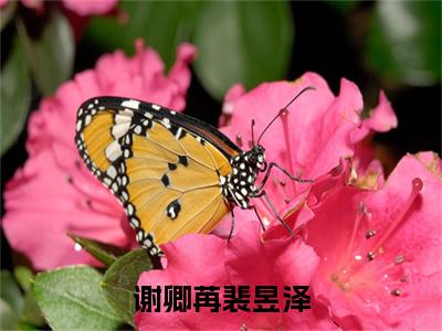 谢卿苒裴昱泽裴昱泽谢卿苒小说-谢卿苒裴昱泽小说全文免费阅读