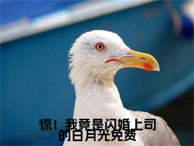  温浅陆寒舟惊！我竟是闪婚上司的白月光在线小说-惊！我竟是闪婚上司的白月光全文无删减版阅读